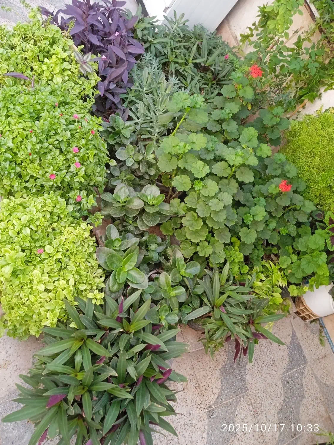 گل فروشی|گل و گیاه طبیعی|فسا, |دیوار