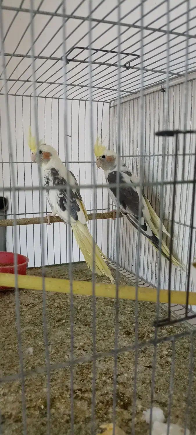 طوطی عروس|پرنده|میانه, |دیوار