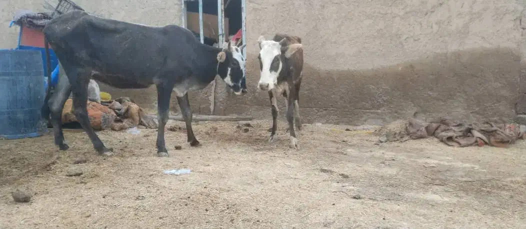 گاو محلی شادگان|حیوانات مزرعه|شادگان, |دیوار