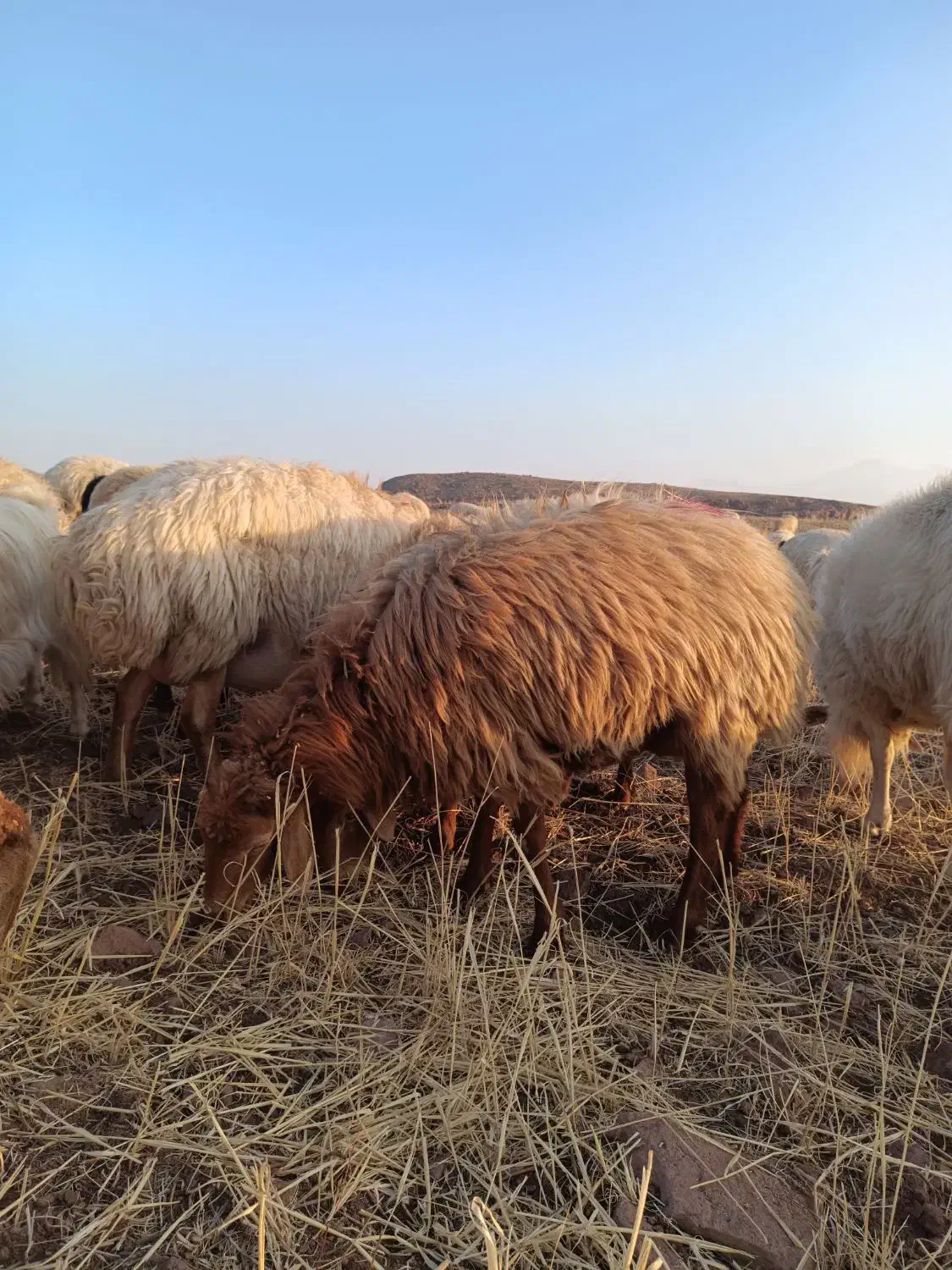 شیشک زاییده وآبستن|حیوانات مزرعه|مرادلو, |دیوار