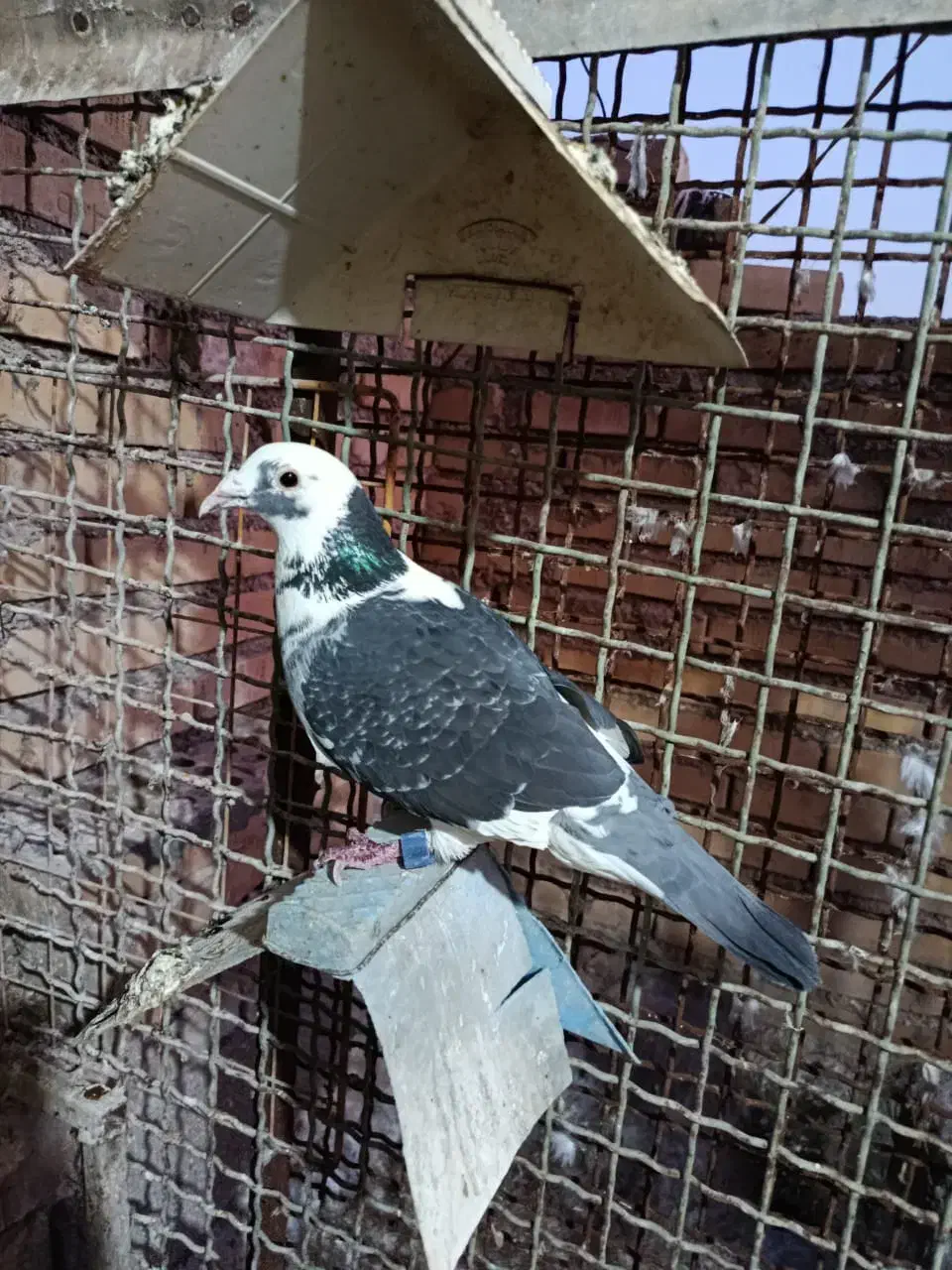 عراق نره|پرنده|خرمشهر, |دیوار