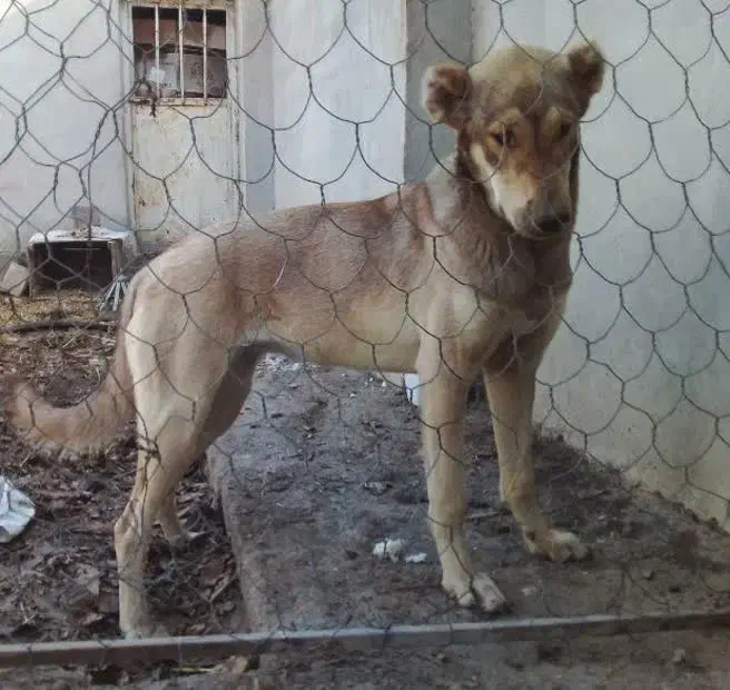 سگ ماده|سگ|آشخانه, |دیوار