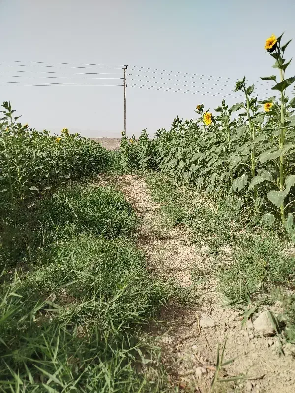 گندم میهن|لوازم جانبی حیوانات|گرمخان, |دیوار