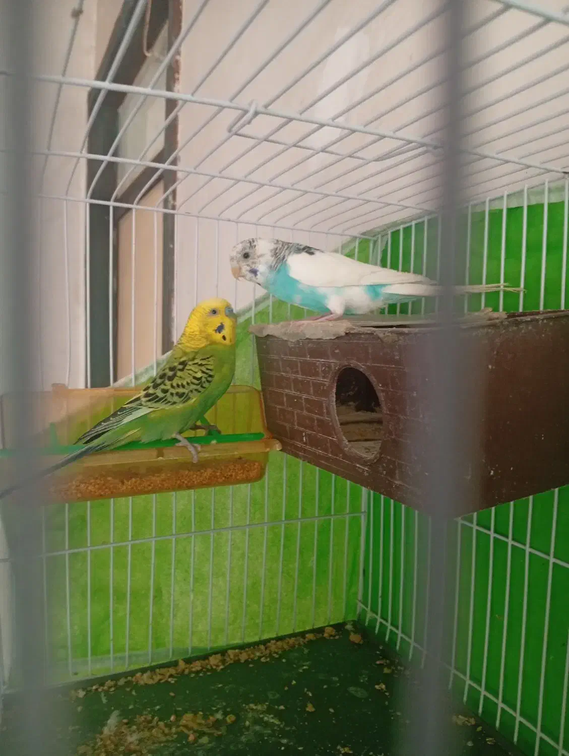 حیوان|پرنده|قائن, |دیوار