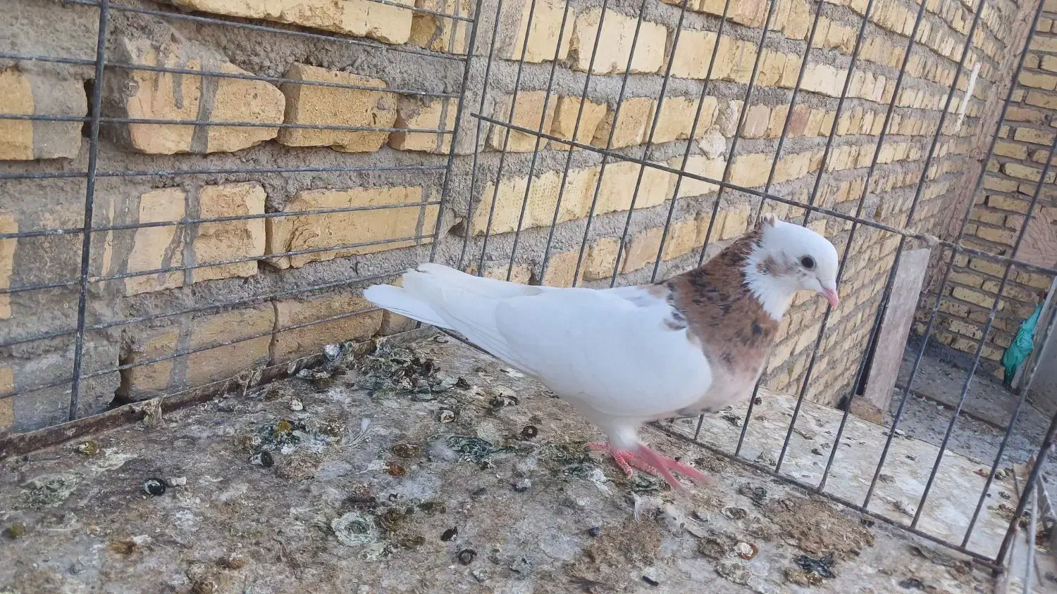 طوقی سرور مهر|پرنده|میبد, |دیوار