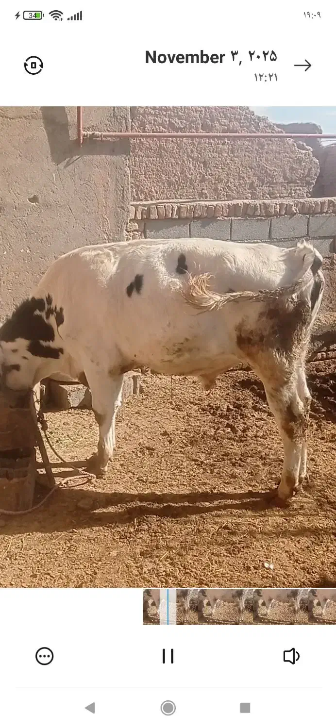 گوساله ماده قرمز سمینتال و جوانه هلشتاین|حیوانات مزرعه|هلالی, |دیوار