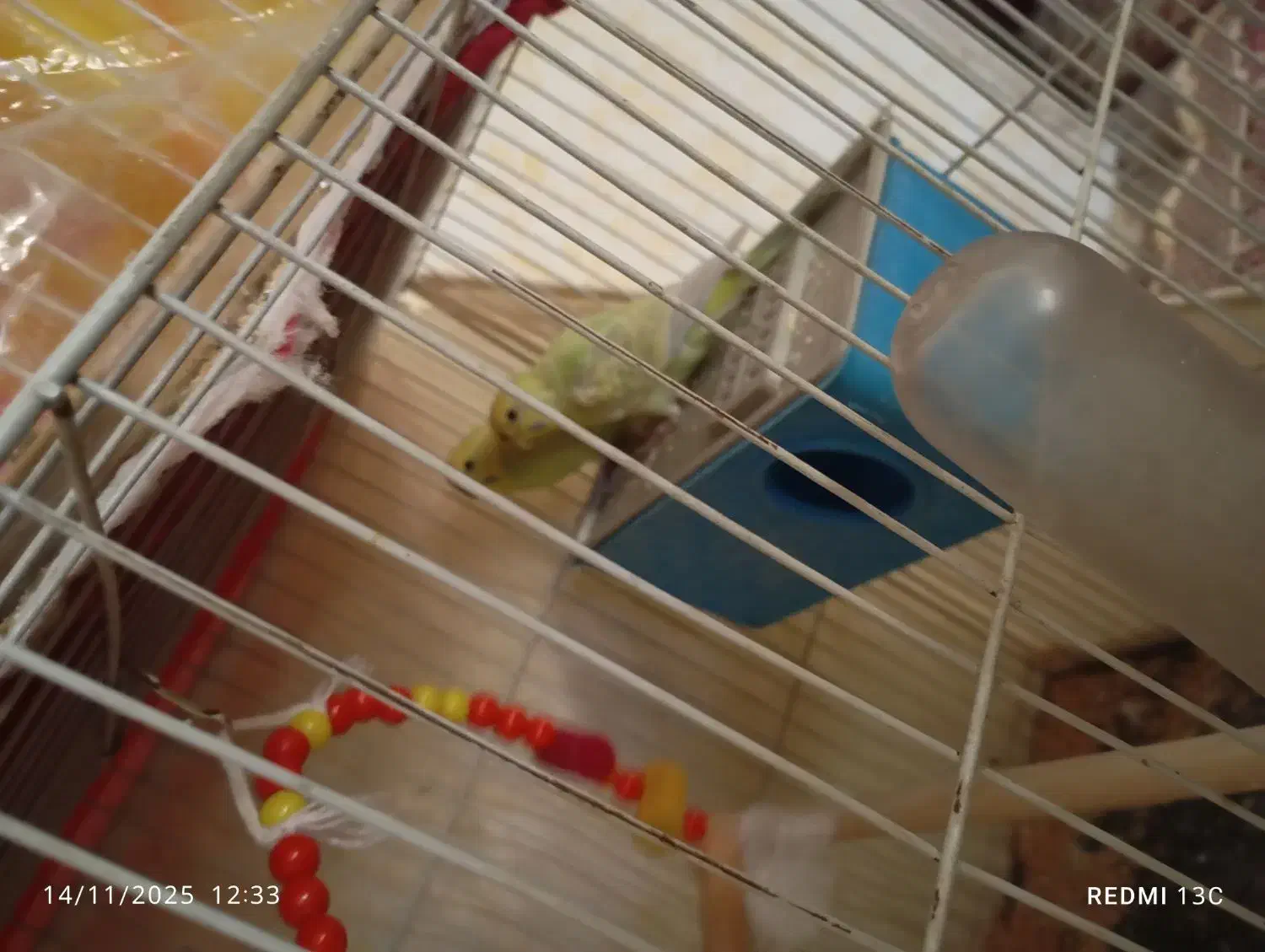 مرغ عشق|پرنده|مشهد, مهدی آباد (بلوار توس)|دیوار