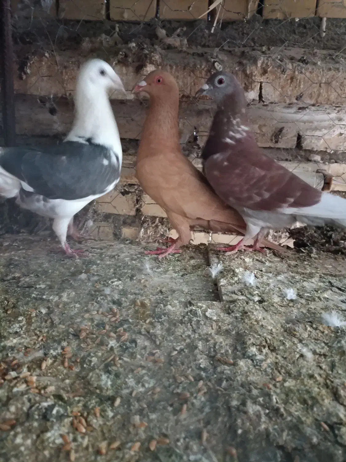 کبوتر|پرنده|شوشتر, |دیوار