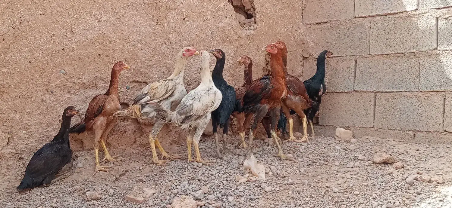 جوجه لاری 4نیم ماه|حیوانات مزرعه|تربت جام, فاز ۱ فرهنگیان|دیوار