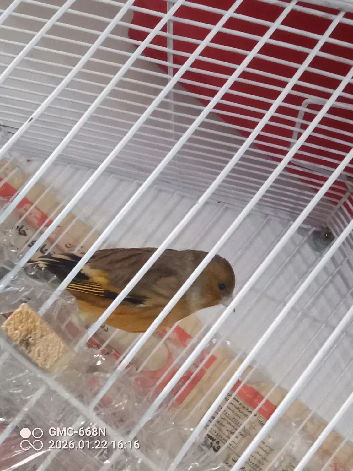 سره قناری|پرنده|بومهن, |دیوار