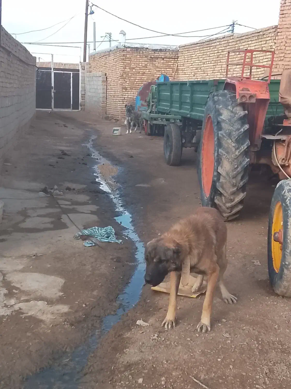همدان|سگ|تهران, مطهری|دیوار