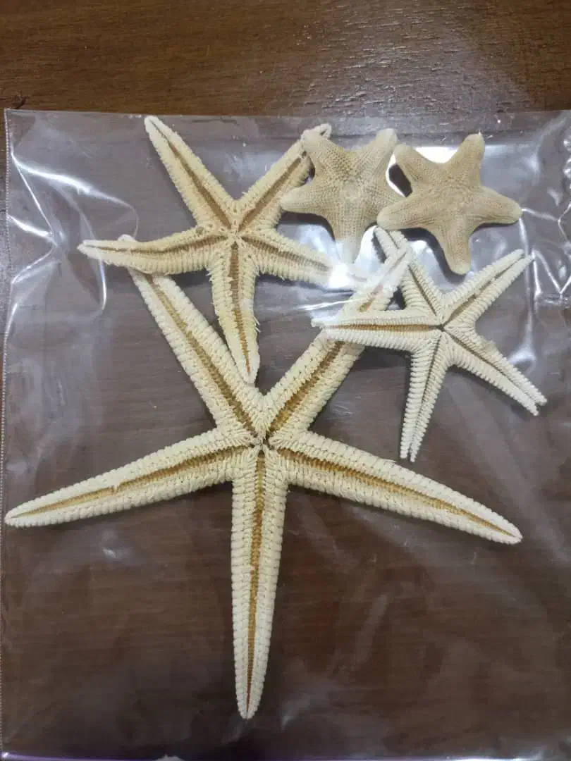 حراج صدف طبیعی|حراج|رشت, کوی جام جم|دیوار