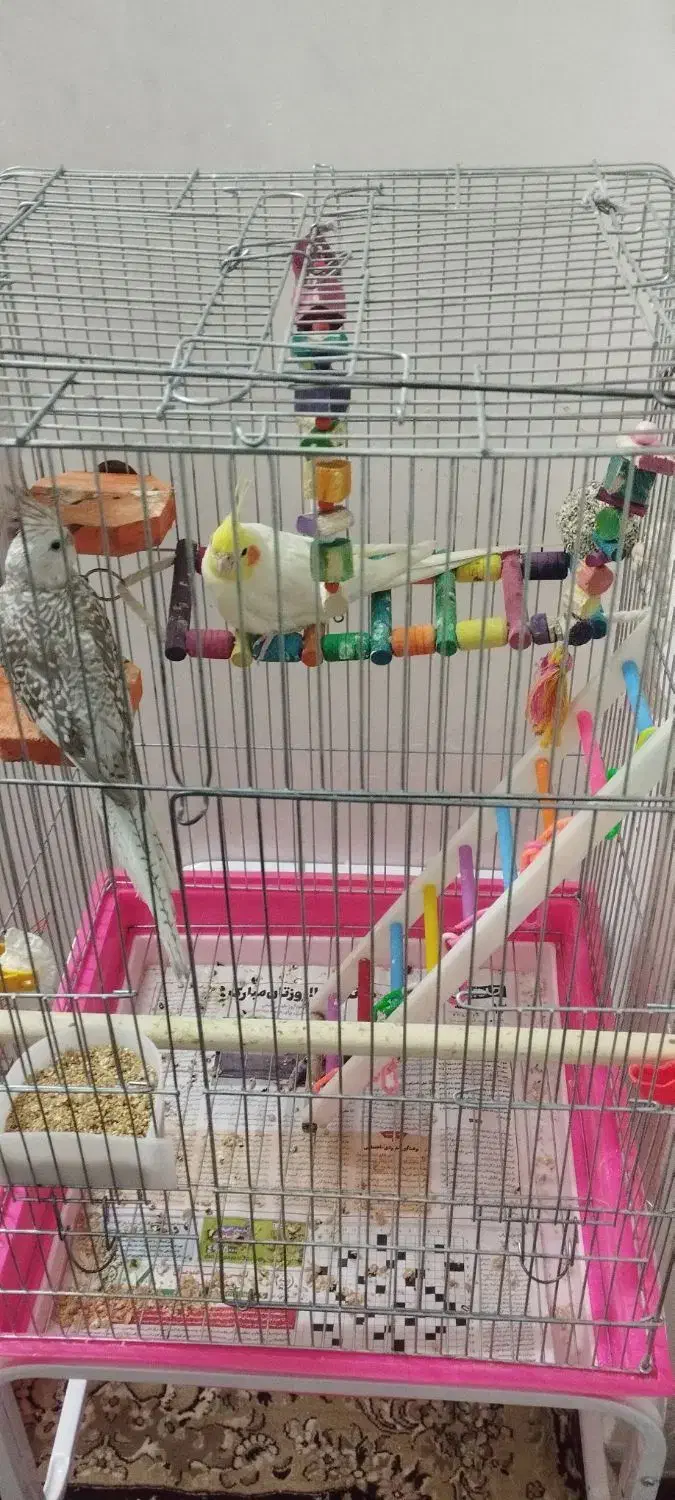 مولد واقعی کارداده مست|پرنده|زنجان, |دیوار