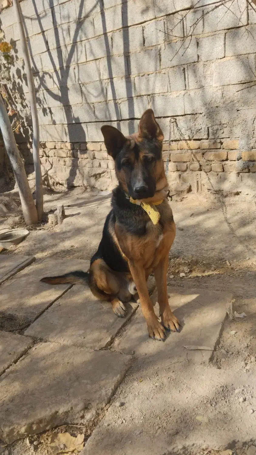 واگذاری سگ جرمن 9 ماهه|سگ|مرودشت, رودبال|دیوار