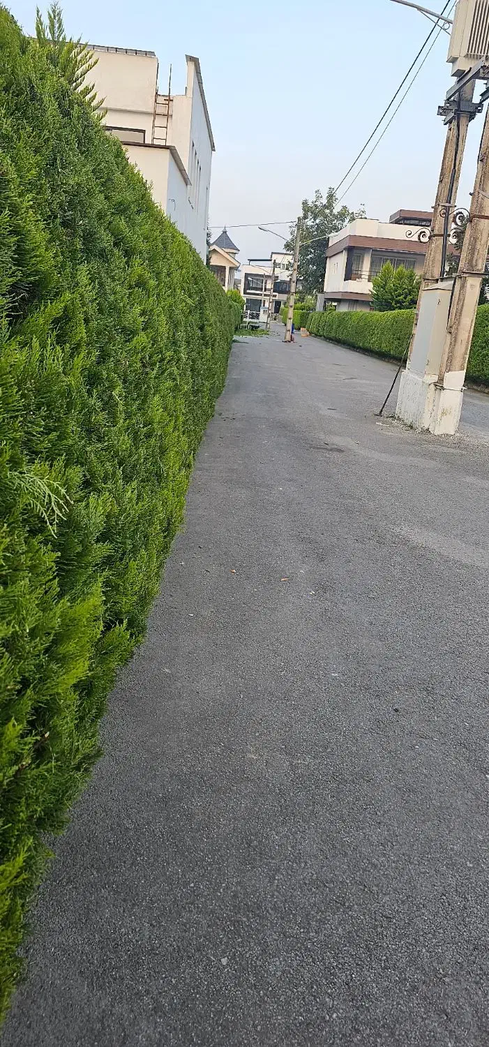 هرس کاج سمپاشی محوطه سازی طراحی|خدمات باغبانی و درختکاری|نوشهر, |دیوار