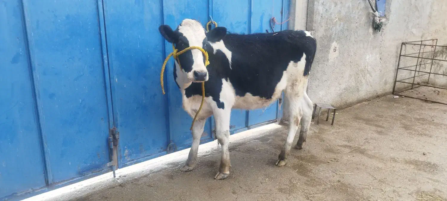 گاو گوساله تلیسه|حیوانات مزرعه|مرودشت, شهرک مهدیه|دیوار