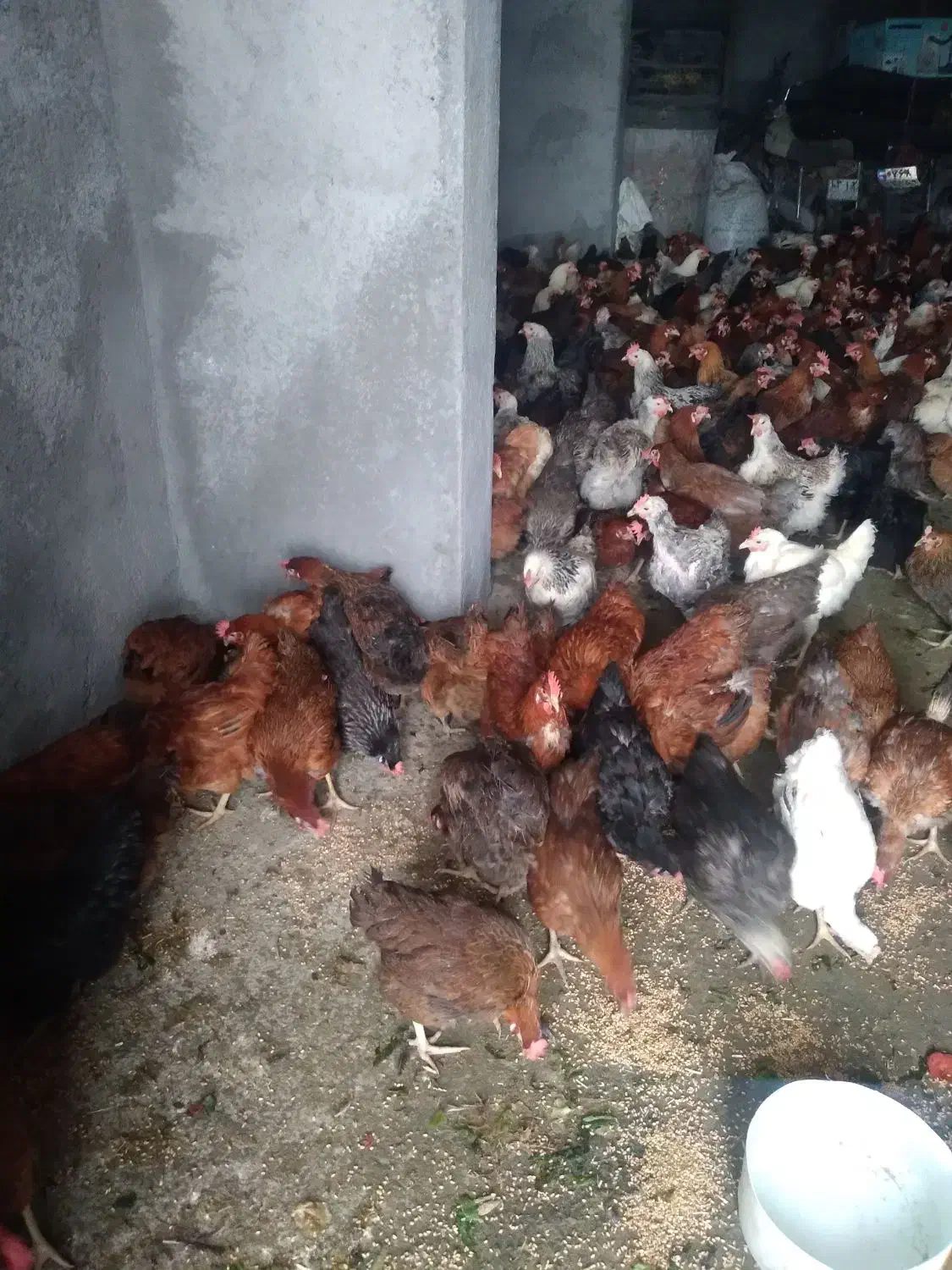 مرغ کردی تخم گذار|حیوانات مزرعه|کرمانشاه, |دیوار