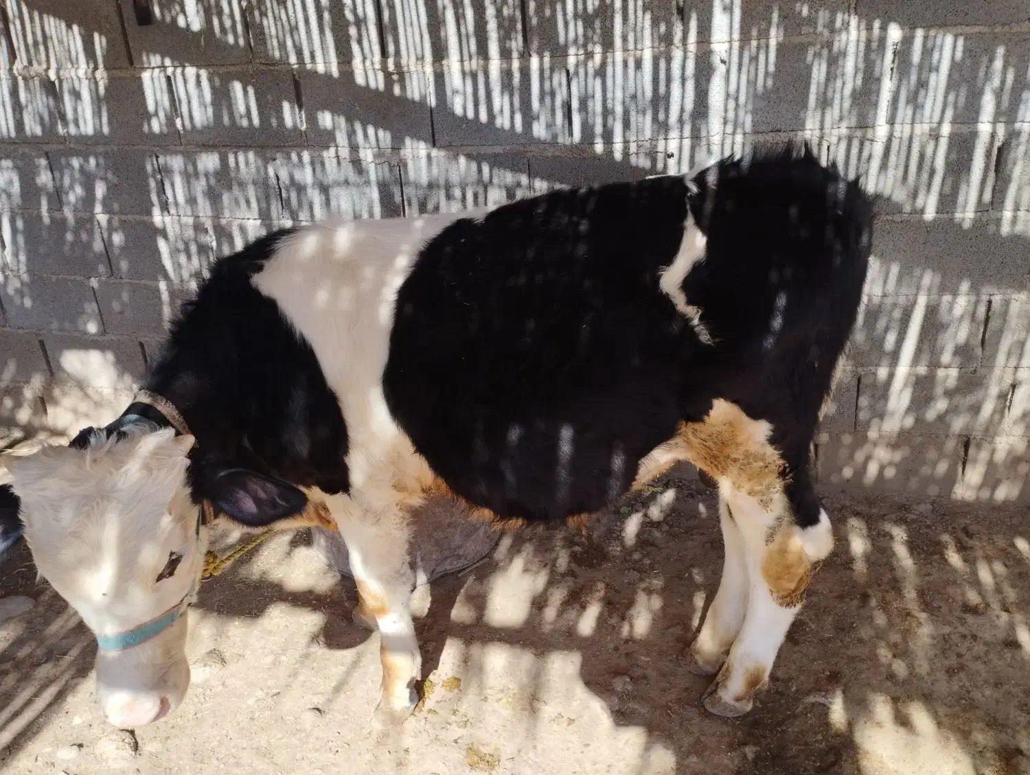 گوساله جوان وسالم|حیوانات مزرعه|سرپل ذهاب, |دیوار