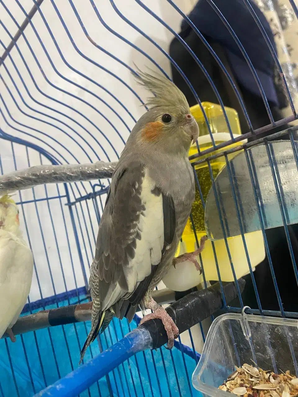 عروس هلندی ماده به همراه قفس|پرنده|نهاوند, |دیوار