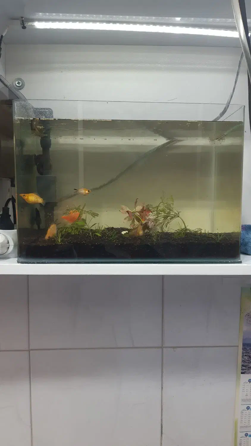 آکواریوم شیشه خم طبیعی|ماهی|پیرانشهر, |دیوار