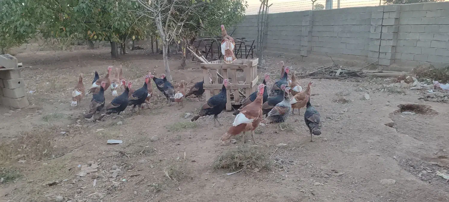 بوقلمون|حیوانات مزرعه|محمدیه-قزوین, |دیوار