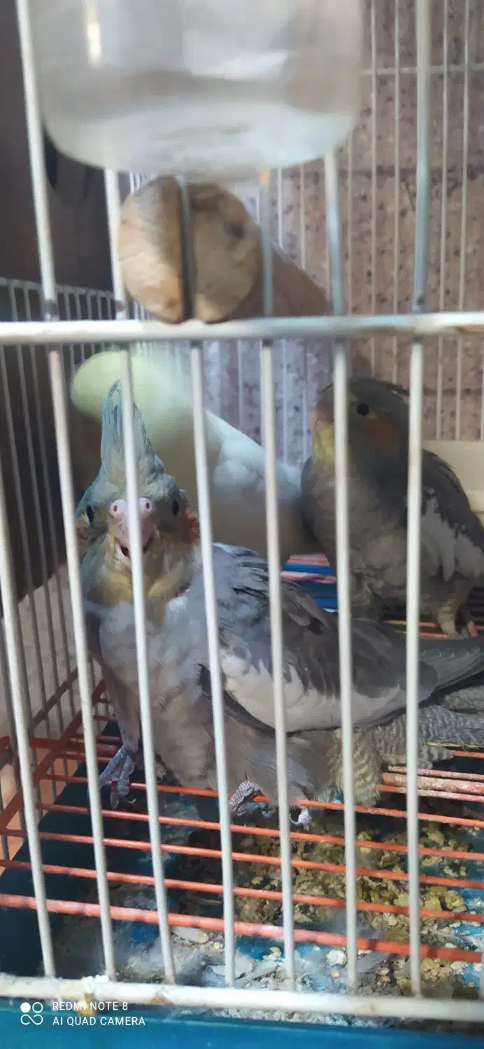 طوطی عروس|پرنده|آمل, |دیوار