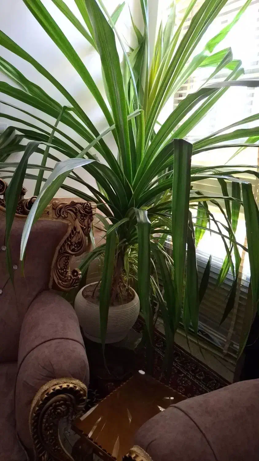 گل پاندانوس بزرگ باگلدون سفالی|گل و گیاه طبیعی|کازرون, |دیوار