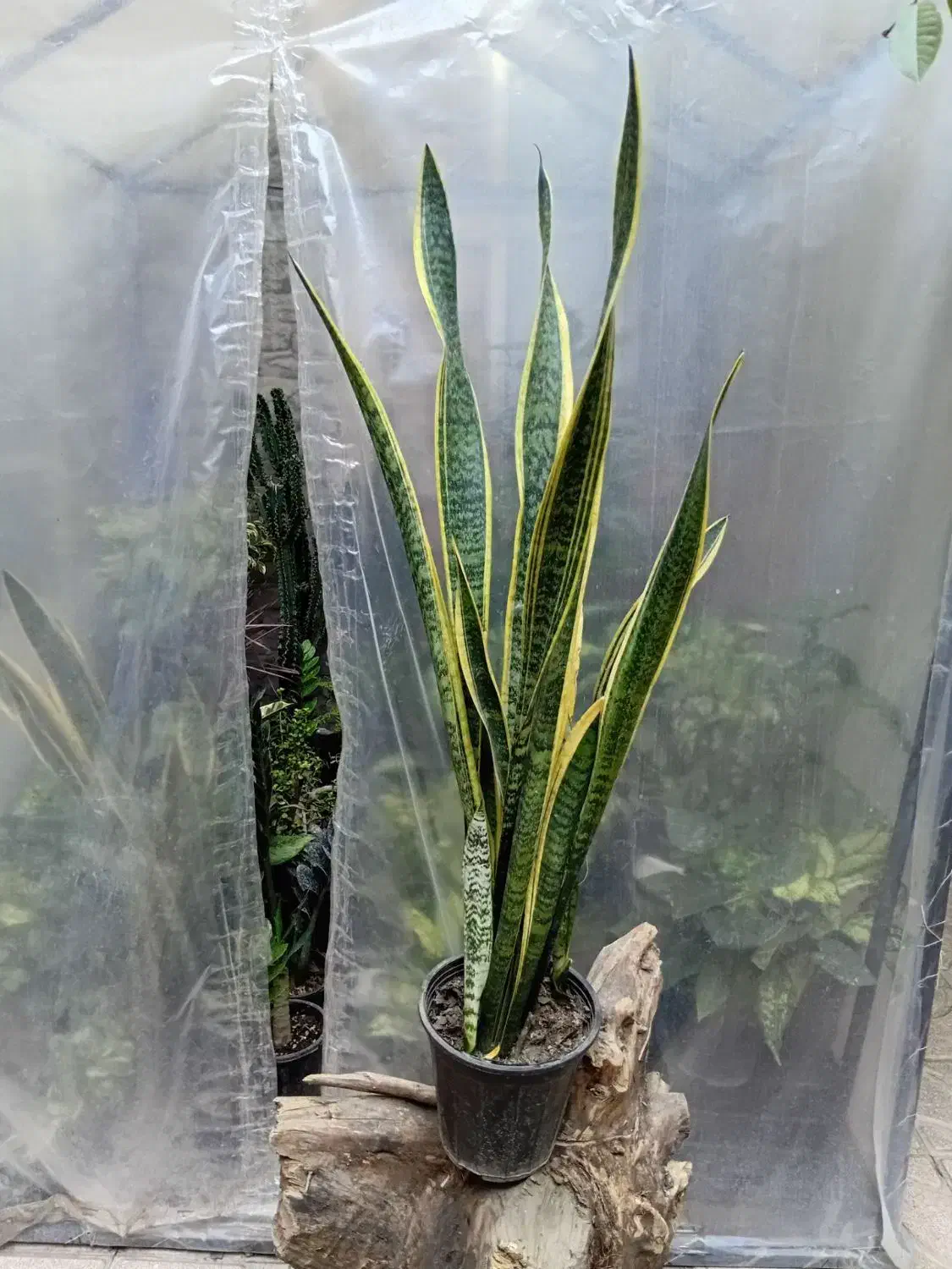 گل های اپارتمانی|گل و گیاه طبیعی|خوی, |دیوار