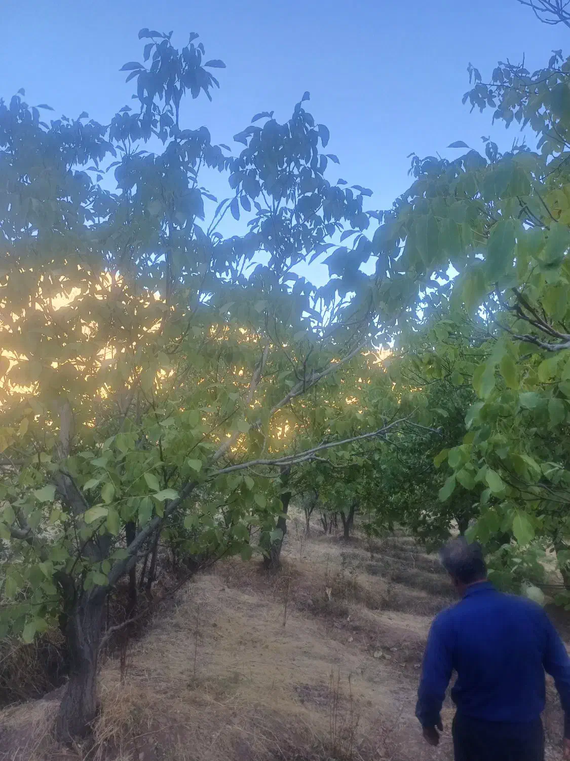 فروش باغ یک هکتار نیم|فروش زمین و ملک کلنگی|موچش, |دیوار