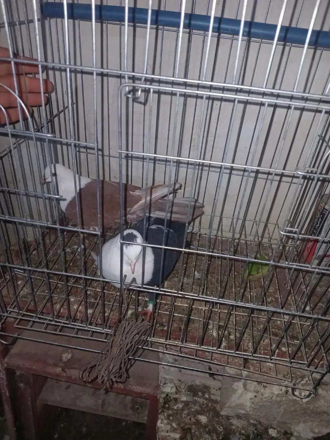 کبوتر جفتی|پرنده|بجنورد, |دیوار