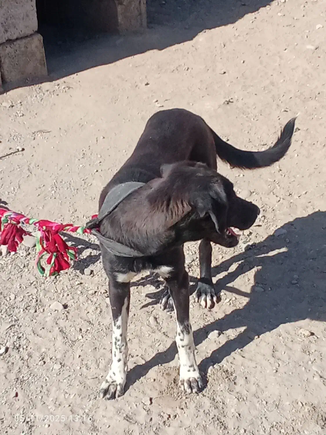 سگ نگهبان گیرندع ماده سیاه|سگ|ایرانشهر, |دیوار