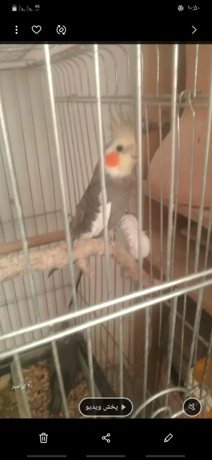 عروس روی جوجه و تعدادی قفس  ب قیمت|پرنده|قزوین, |دیوار
