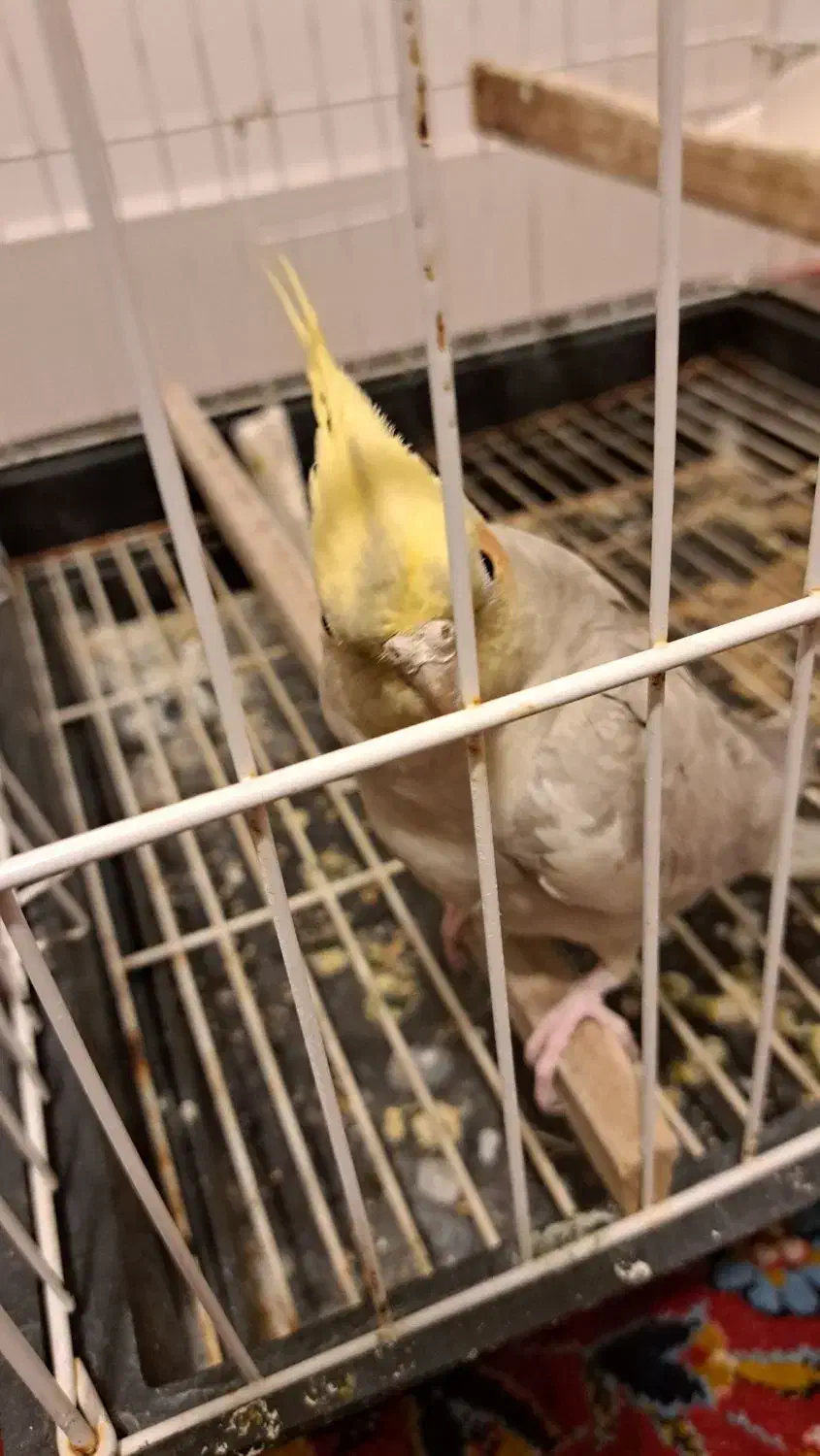 طوطی عروس هلندی|پرنده|مرند, |دیوار