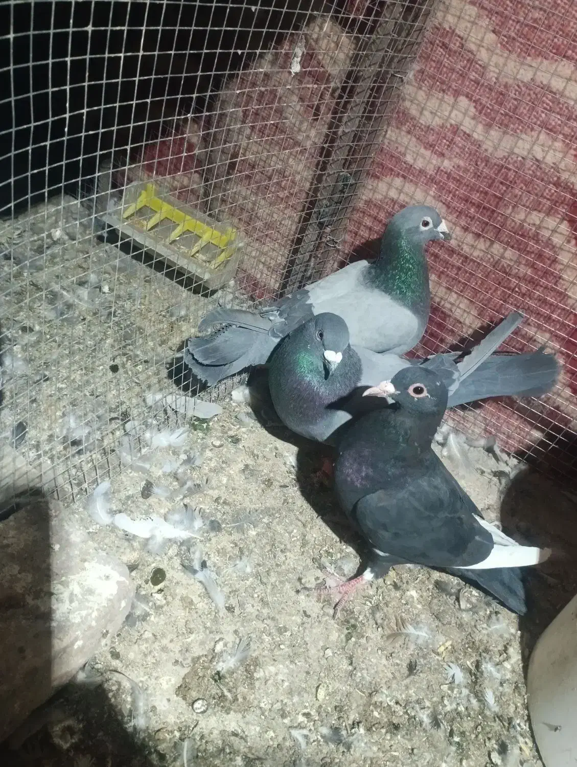 کفتر|پرنده|بم, |دیوار