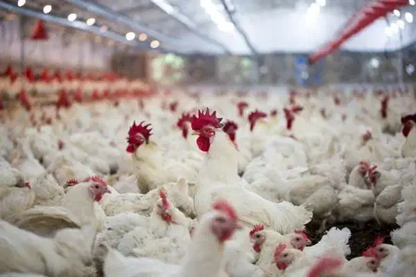 کارگر مرغداری گوشتی|استخدام صنعتی، فنی، مهندسی|جوادآباد, |دیوار