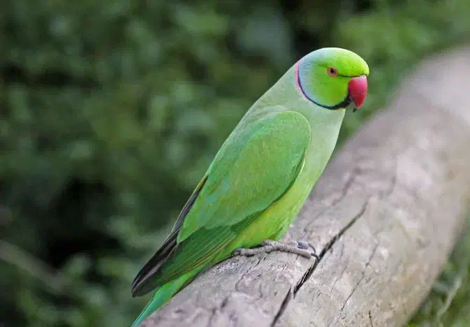 طوطی نر ملنگو|پرنده|بروجرد, |دیوار