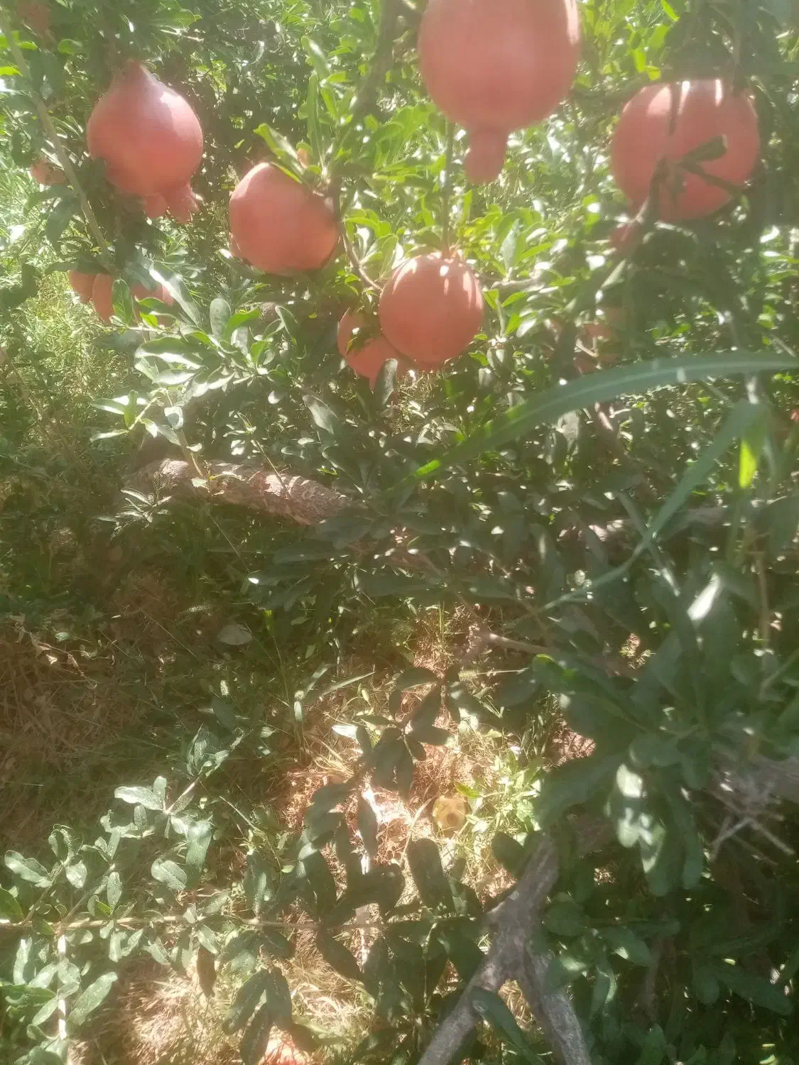 انار درجه یک|خوردنی و آشامیدنی|شیراز, تندگویان|دیوار