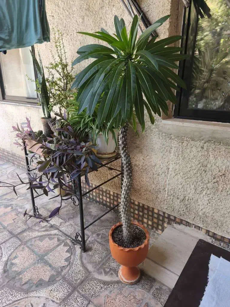 نخل ماداگاسکار|گل و گیاه طبیعی|فولادشهر, B1|دیوار