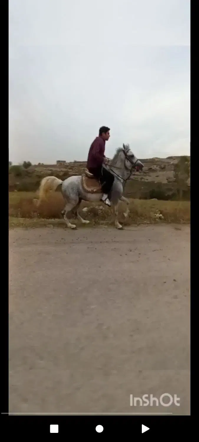 اسب|اسب و تجهیزات اسبسواری|اردبیل, |دیوار