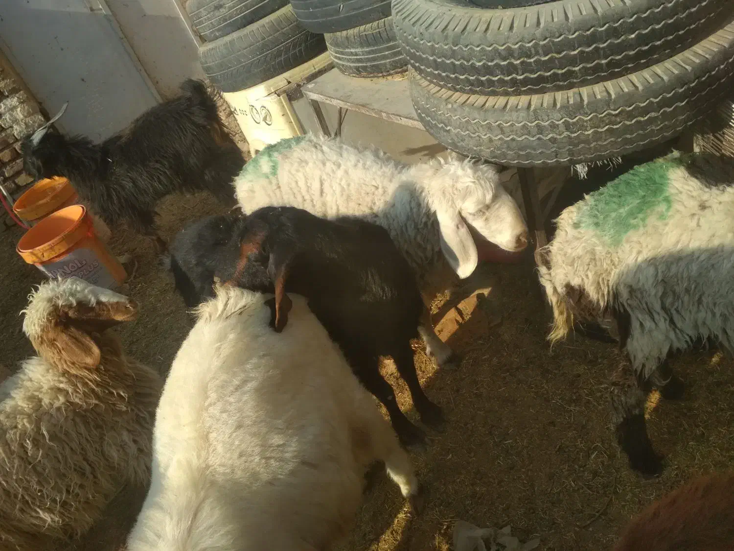 بزغاله فروشی چاق|حیوانات مزرعه|درمیان, |دیوار