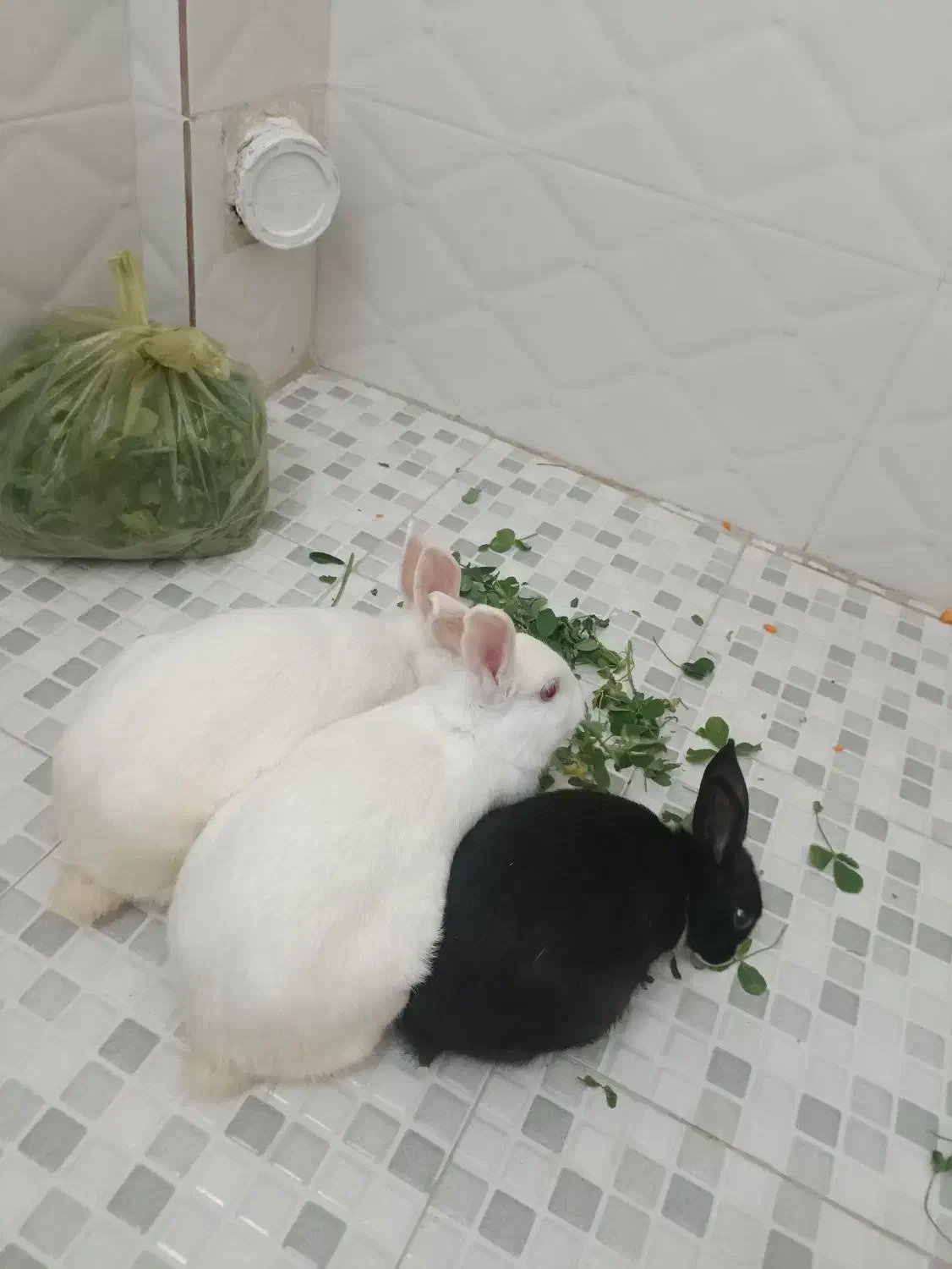 سه تا خرگوش خوشگل|موش و خرگوش|خرم‌آباد, |دیوار