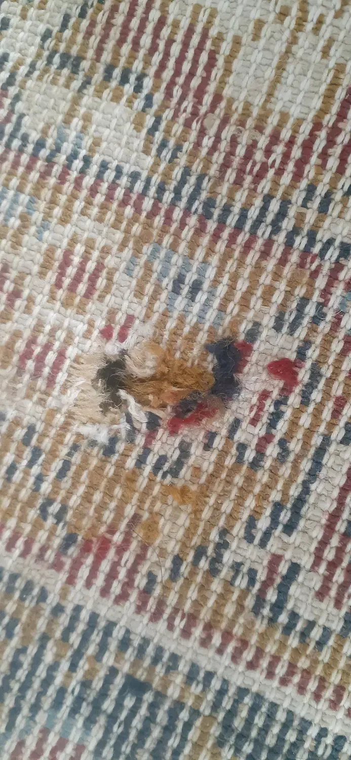 فرش ماشینی نخی ۱۲ متری|فرش|شیراز, ده پیاله|دیوار