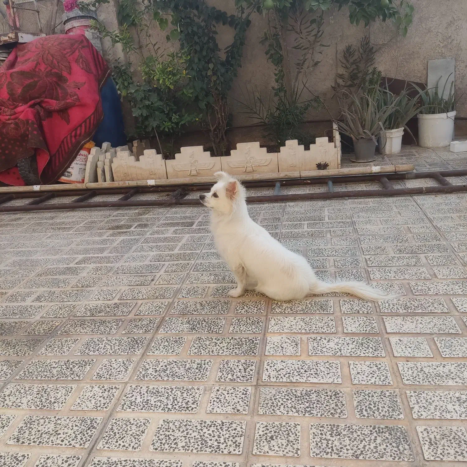 سگ پامرروباهی سفید فروش به علت مهاجرت|سگ|مرودشت, سهلآباد|دیوار