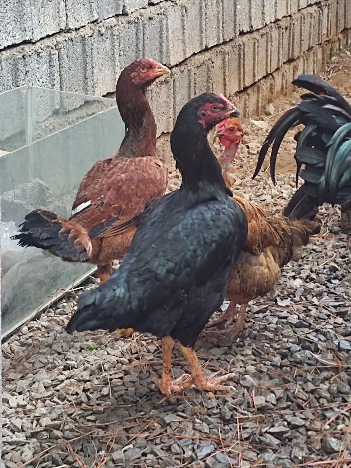 خروس مرغ لاری ....|حیوانات مزرعه|سیاهکل, |دیوار