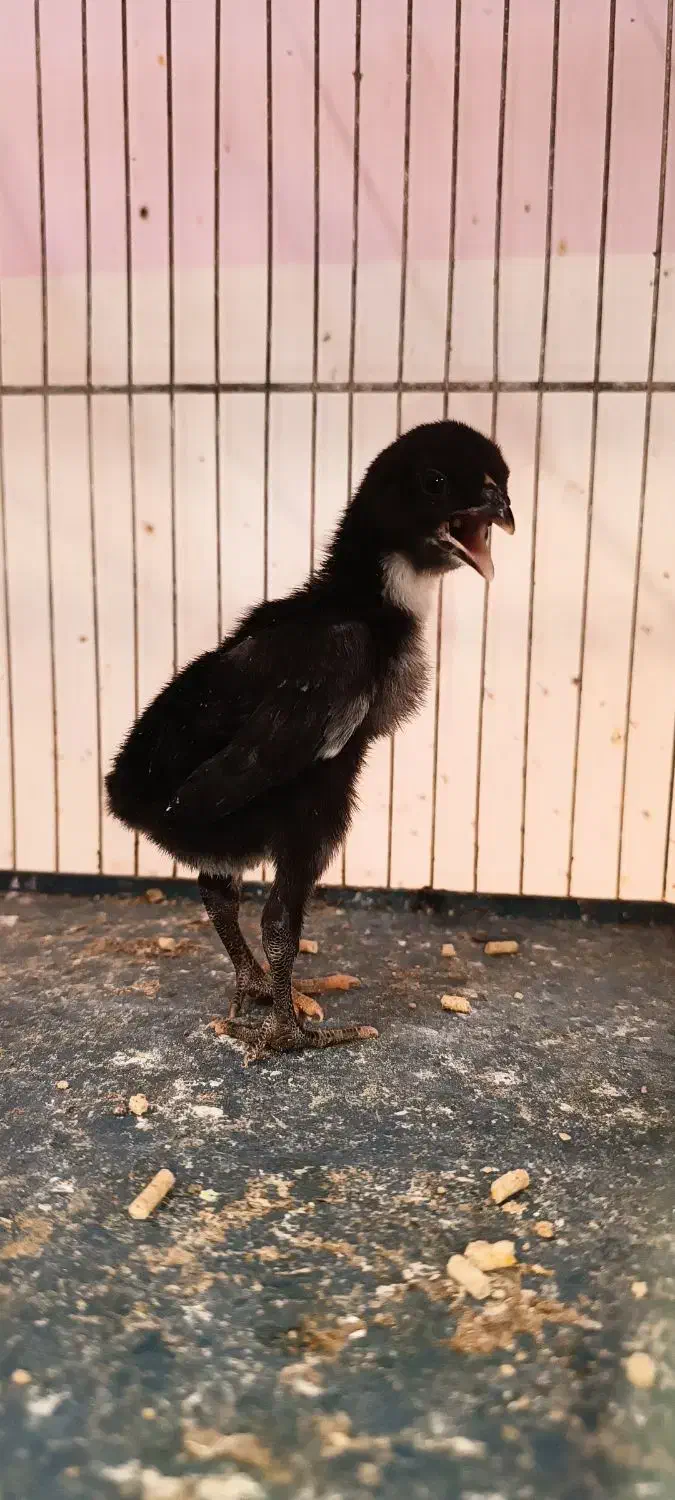 مرغ خروس جوجه لاری اوشامو تخم نطفه دار|حیوانات مزرعه|تبریز, |دیوار