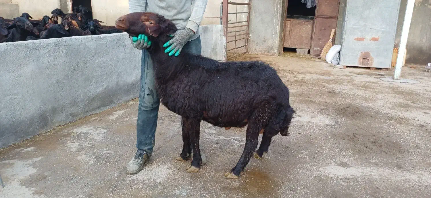 قوچ قزل افشار|حیوانات مزرعه|لالجین, |دیوار