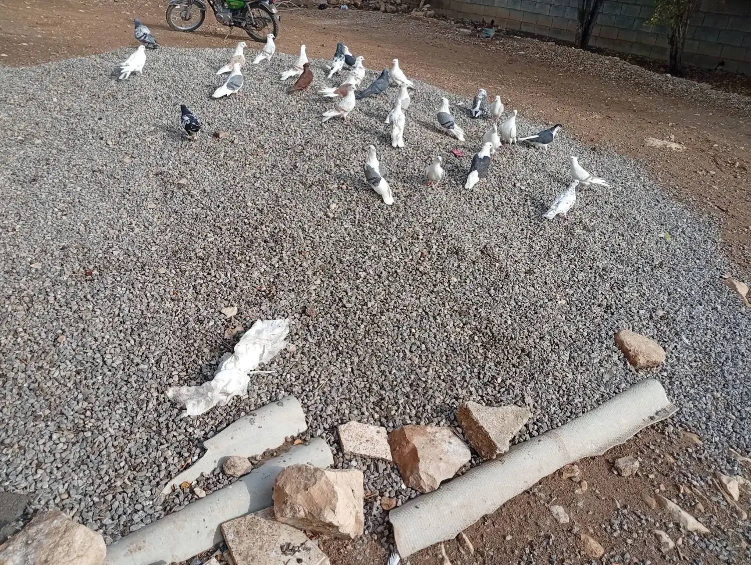 کبوتر خوب|پرنده|چگنی, |دیوار