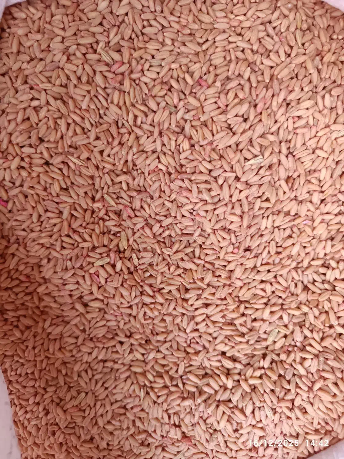 گندم دیم|عمدهفروشی|زالیان, |دیوار