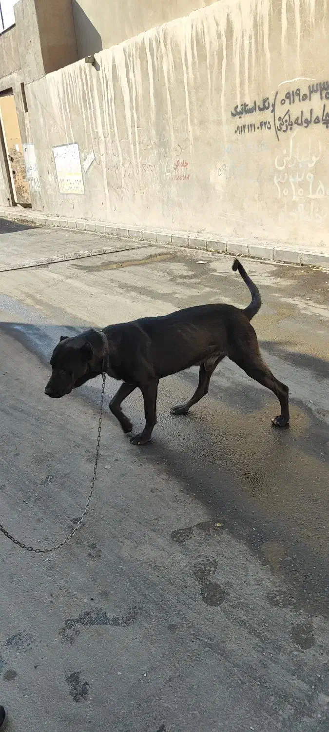 سگ سرابی|سگ|پاکدشت, پاکدشت (مامازند)|دیوار