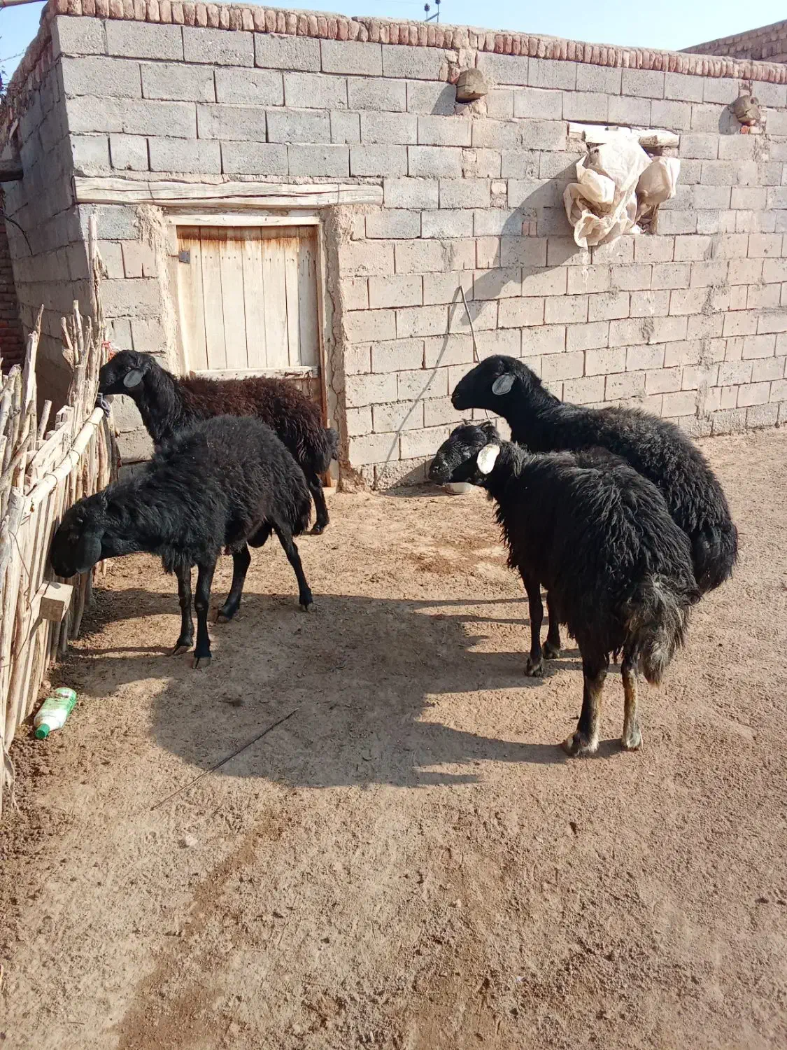 فروش قوچ سیاه|حیوانات مزرعه|چهاربرج, |دیوار